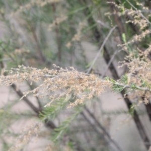 Cassinia sifton at O'Connor, ACT - 6 Jun 2016 04:06 PM