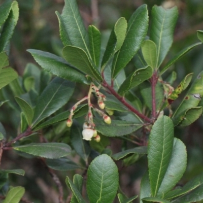 Arbutus unedo (Strawberry Tree) at O'Connor, ACT - 6 Jun 2016 by PeteWoodall