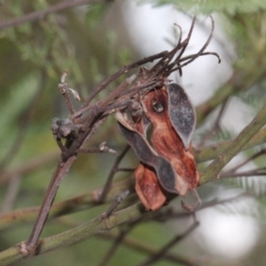 Acacia parramattensis at O'Connor, ACT - 6 Jun 2016