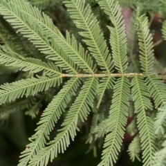 Acacia parramattensis at O'Connor, ACT - 6 Jun 2016