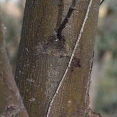 Acacia parramattensis at O'Connor, ACT - 6 Jun 2016