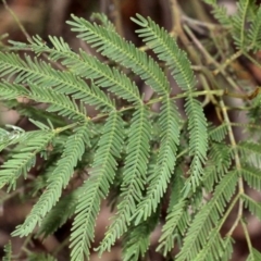 Acacia parramattensis at O'Connor, ACT - 6 Jun 2016