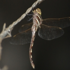 Adversaeschna brevistyla (Blue-spotted Hawker) at Narrabundah, ACT - 1 Mar 2016 by roymcd