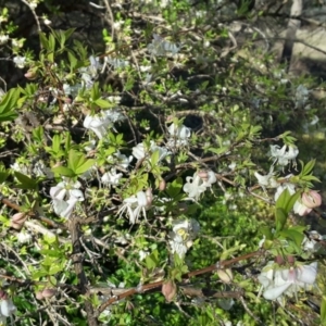 Lonicera fragrantissima at Isaacs Ridge - 27 Aug 2016