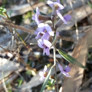 Hovea heterophylla at Isaacs Ridge - 27 Aug 2016