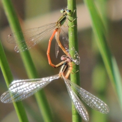 Ischnura aurora (Aurora Bluetail) at Tennent, ACT - 19 Nov 2015 by michaelb