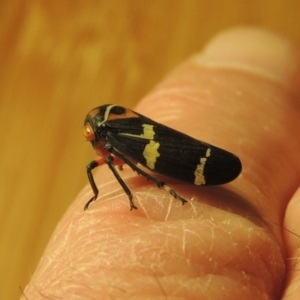 Eurymeloides pulchra at Conder, ACT - 7 Jul 2015 11:37 PM