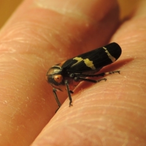 Eurymeloides pulchra at Conder, ACT - 7 Jul 2015 11:37 PM