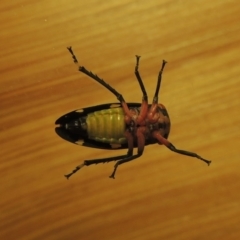 Eurymeloides pulchra at Conder, ACT - 7 Jul 2015 11:37 PM