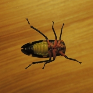 Eurymeloides pulchra at Conder, ACT - 7 Jul 2015 11:37 PM