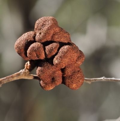 Uromycladium sp. (A gall forming rust fungus) at Cotter River, ACT - 26 Aug 2016 by KenT