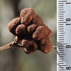 Uromycladium sp. at Cotter River, ACT - 26 Aug 2016