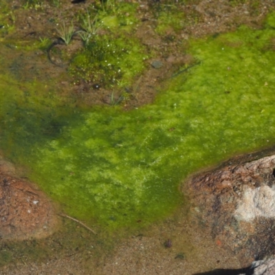 Zygnemaceae (family) (Silkweed (A freshwater algae)) at Cotter River, ACT - 26 Aug 2016 by KenT