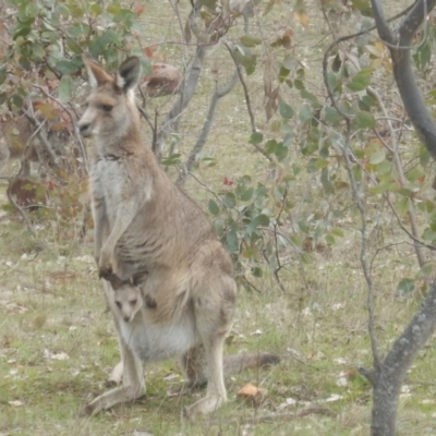 Macropus giganteus (Eastern Grey Kangaroo) at Red Hill, ACT - 28 Aug 2016 by MichaelMulvaney