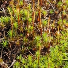 Polytrichaceae at Lower Cotter Catchment - 26 Aug 2016 by KenT