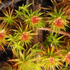 Polytrichaceae at Cotter River, ACT - 26 Aug 2016