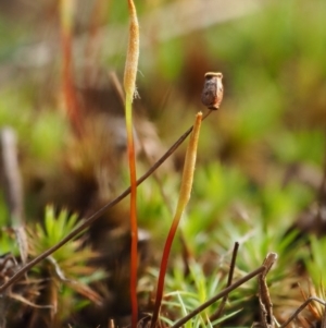 Polytrichaceae at Cotter River, ACT - 26 Aug 2016