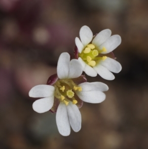 Erophila verna at Cotter River, ACT - 26 Aug 2016