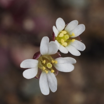 Erophila verna (Whitlow Grass) at Cotter River, ACT - 26 Aug 2016 by KenT