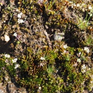 Erophila verna at Cotter River, ACT - 26 Aug 2016