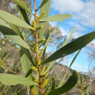 Acacia longifolia subsp. longifolia (Sydney Golden Wattle) at Garran, ACT - 28 Aug 2016 by MichaelMulvaney