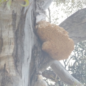 Laetiporus portentosus at Garran, ACT - 28 Aug 2016