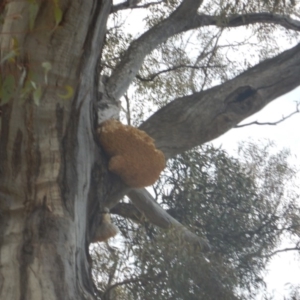 Laetiporus portentosus at Garran, ACT - 28 Aug 2016