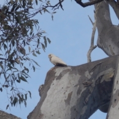 Cacatua sanguinea (Little Corella) at Garran, ACT - 28 Aug 2016 by MichaelMulvaney