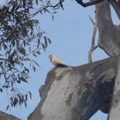 Cacatua sanguinea (Little Corella) at Garran, ACT - 28 Aug 2016 by MichaelMulvaney