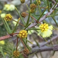 Acacia ulicifolia (Prickly Moses) at Wandiyali-Environa Conservation Area - 28 Aug 2016 by Wandiyali