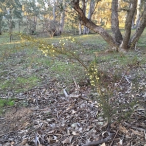 Acacia ulicifolia at Googong, NSW - 28 Aug 2016