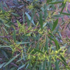 Acacia floribunda at Isaacs, ACT - 9 Aug 2016 03:20 PM