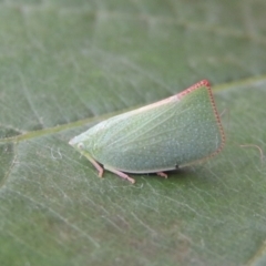 Siphanta acuta (Green planthopper, Torpedo bug) at Conder, ACT - 25 Apr 2014 by michaelb