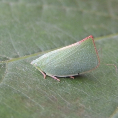 Siphanta acuta (Green planthopper, Torpedo bug) at Conder, ACT - 25 Apr 2014 by MichaelBedingfield