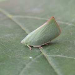 Siphanta acuta at Conder, ACT - 25 Apr 2014