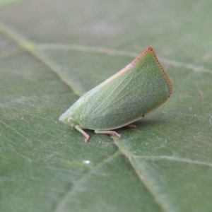 Siphanta acuta at Conder, ACT - 25 Apr 2014