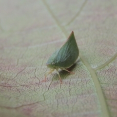 Siphanta acuta at Conder, ACT - 25 Apr 2014