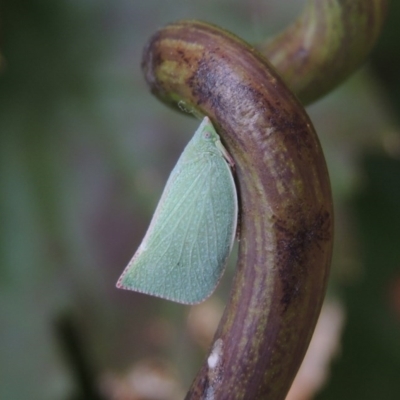 Siphanta acuta (Green planthopper, Torpedo bug) at Conder, ACT - 21 Mar 2015 by michaelb