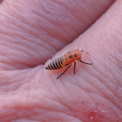 Cicadellidae (family) (Unidentified leafhopper) at Paddys River, ACT - 26 Feb 2015 by michaelb