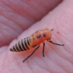 Cicadellidae (family) at Paddys River, ACT - 26 Feb 2015 07:54 PM