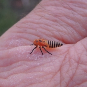 Cicadellidae (family) at Paddys River, ACT - 26 Feb 2015 07:54 PM