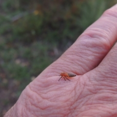 Cicadellidae (family) at Paddys River, ACT - 26 Feb 2015