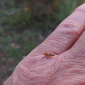 Cicadellidae (family) at Paddys River, ACT - 26 Feb 2015