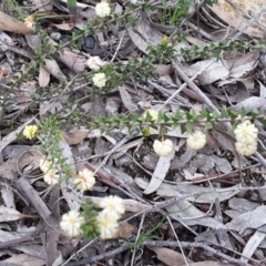 Acacia gunnii (Ploughshare Wattle) at Tuggeranong DC, ACT - 29 Aug 2016 by Mike