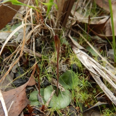 Cyrtostylis reniformis (Common Gnat Orchid) at Aranda, ACT - 29 Aug 2016 by CathB