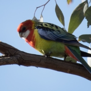 Platycercus eximius at Forde, ACT - 29 Aug 2016 09:24 AM