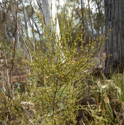 Omphacomeria acerba (Leafless Sour-bush) at Aranda, ACT - 29 Aug 2016 by CathB