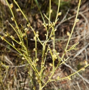 Omphacomeria acerba at Aranda, ACT - 29 Aug 2016