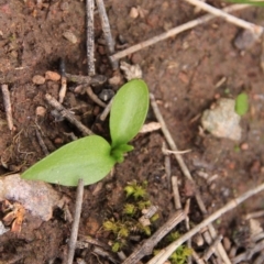 Ophioglossum lusitanicum subsp. coriaceum (Austral Adder's Tongue) at Mount Majura - 29 Aug 2016 by petersan