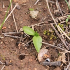 Ophioglossum lusitanicum subsp. coriaceum at Canberra Central, ACT - 29 Aug 2016